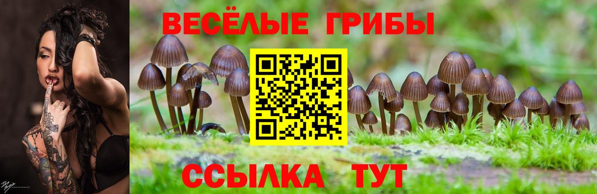 Псилоцибиновые грибы мицелий Саранск